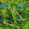 DESCHAMPSIA CAESPITOSA 'PÁLAVA' kak2