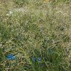 DESCHAMPSIA CAESPITOSA 'PÁLAVA kak