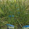DESCHAMPSIA CAESPITOSA 'PÁLAVA' kak1