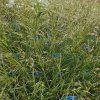 DESCHAMPSIA CAESPITOSA 'PÁLAVA' kak2