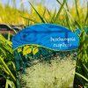 DESCHAMPSIA CAESPITOSA 'PÁLAVA' kak