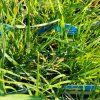 DESCHAMPSIA CAESPITOSA 'TARDIFLORA' kak2