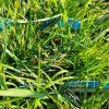 DESCHAMPSIA CAESPITOSA 'TARDIFLORA' kak1