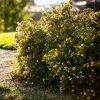POTENTILLA FRUTICOSA 'GOLDTEPPICH' IST