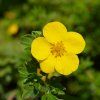 POTENTILLA FRUTICOSA 'GOLDTEPPICH' IST1