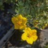 POTENTILLA FRUTICOSA 'GOLDTEPPICH kak1