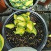 HOSTA 'GREAT EXPECTATIONS' kak1