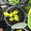 HOSTA 'GREAT EXPECTATIONS' kak2