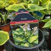 HOSTA 'GREAT EXPECTATIONS' kak