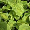 HOSTA 'WHIRLWIND' kak1