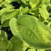 HOSTA 'WHIRLWIND' kak2