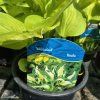 HOSTA 'WHIRLWIND kak