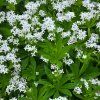 GALIUM ODORATUM 'WALDMEISTER STERNTALER' shut1