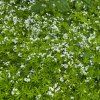 GALIUM ODORATUM 'WALDMEISTER STERNTALER' shut2