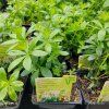 GALIUM ODORATUM 'WALDMEISTER STERNTALER' kak