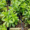 GALIUM ODORATUM 'WALDMEISTER STERNTALER' kak1