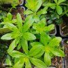 GALIUM ODORATUM 'WALDMEISTER STERNTALER' kak2