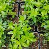 GALIUM ODORATUM 'WALDMEISTER STERNTALER' kak3