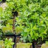 GALIUM ODORATUM 'WALDMEISTER STERNTALER' kak4