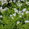 GALIUM ODORATUM 'WALDMEISTER STERNTALER' shut