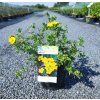 POTENTILLA FRUTICOSA 'GOLDTEPPICH' ARBO
