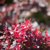 BERBERIS THUNBERGII 'BAGATELLE IST2