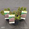 BERBERIS THUNBERGII 'BAGATELLE' kak1
