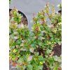BERBERIS THUNBERGII 'BAGATELLE' kak2