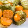 PHYSALIS PERUVIANA 'GOLDVITAL MAXI'_shutt1