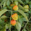 PHYSALIS PERUVIANA 'GOLDVITAL MAXI'_shutt2