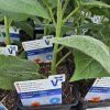 PHYSALIS PERUVIANA 'GOLDVITAL MAXI' kak