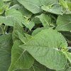 PHYSALIS PERUVIANA 'GOLDVITAL MAXI' kak1