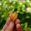 PHYSALIS PERUVIANA 'GOLDVITAL MAXI'_shutt