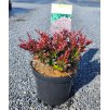 BERBERIS THUNBERGII 'BAGATELLE' ARBO