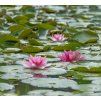 NYMPHAEA 'LAYDEKERI LILACEA' kak