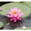 NYMPHAEA 'LAYDEKERI LILACEA' kak1