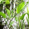 ALISMA PARVIFLORA shut1