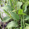 ALISMA PARVIFLORA shut2