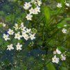 ALISMA PARVIFLORA shut