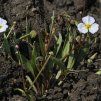 BALDELLIA RANUNCULOIDES shut1