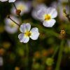 BALDELLIA RANUNCULOIDES shut