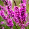 LYTHRUM SALICARIA shut1