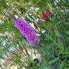 LYTHRUM SALICARIA kak2