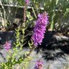 LYTHRUM SALICARIA kak1