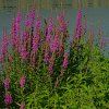 LYTHRUM SALICARIA shut
