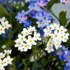 MYOSOTIS PALUSTRIS 'ICE PEARL shut1