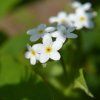 MYOSOTIS PALUSTRIS 'ICE PEARL' shut
