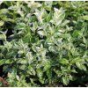 EUONYMUS FORTUNEI 'HARLEQUIN' IST