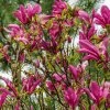 MAGNOLIA LILIIFLORA 'SUSAN' IST