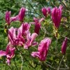 MAGNOLIA LILIIFLORA 'SUSAN' IST1